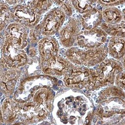 Wnt4 antibody (GTX101085) Wnt4 antibody (GTX101085)